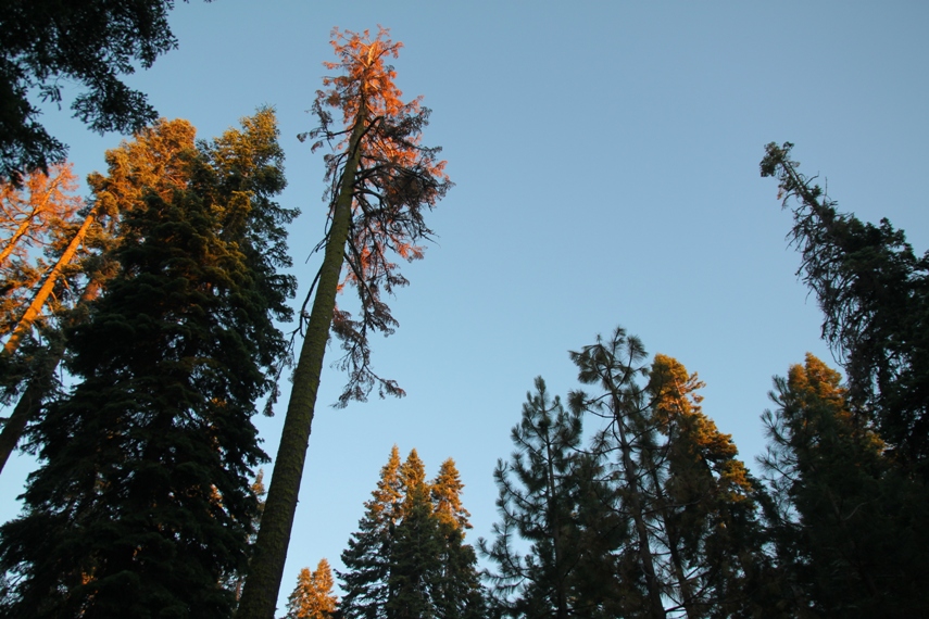 Sequoia National Forest